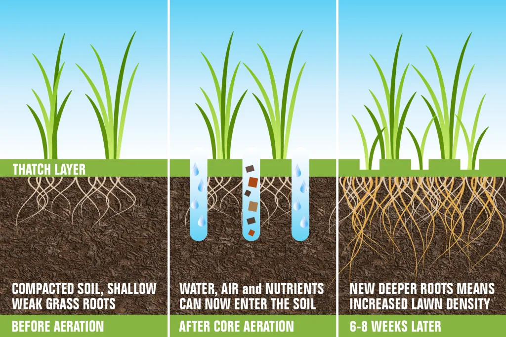 Illustration showing how core aeration works — plugs pulled from soil allow water, air, and nutrients to reach grass roots