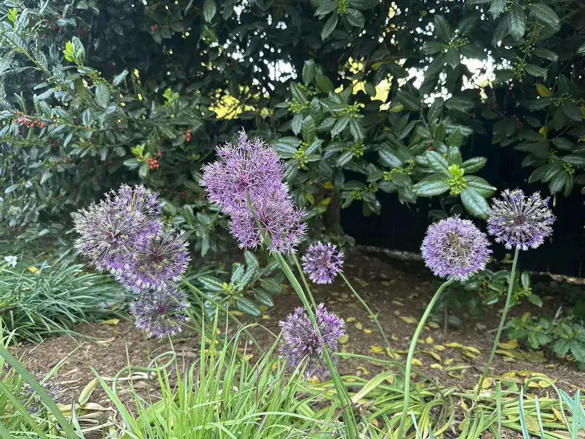 Purple allium flowers in a landscaped garden bed