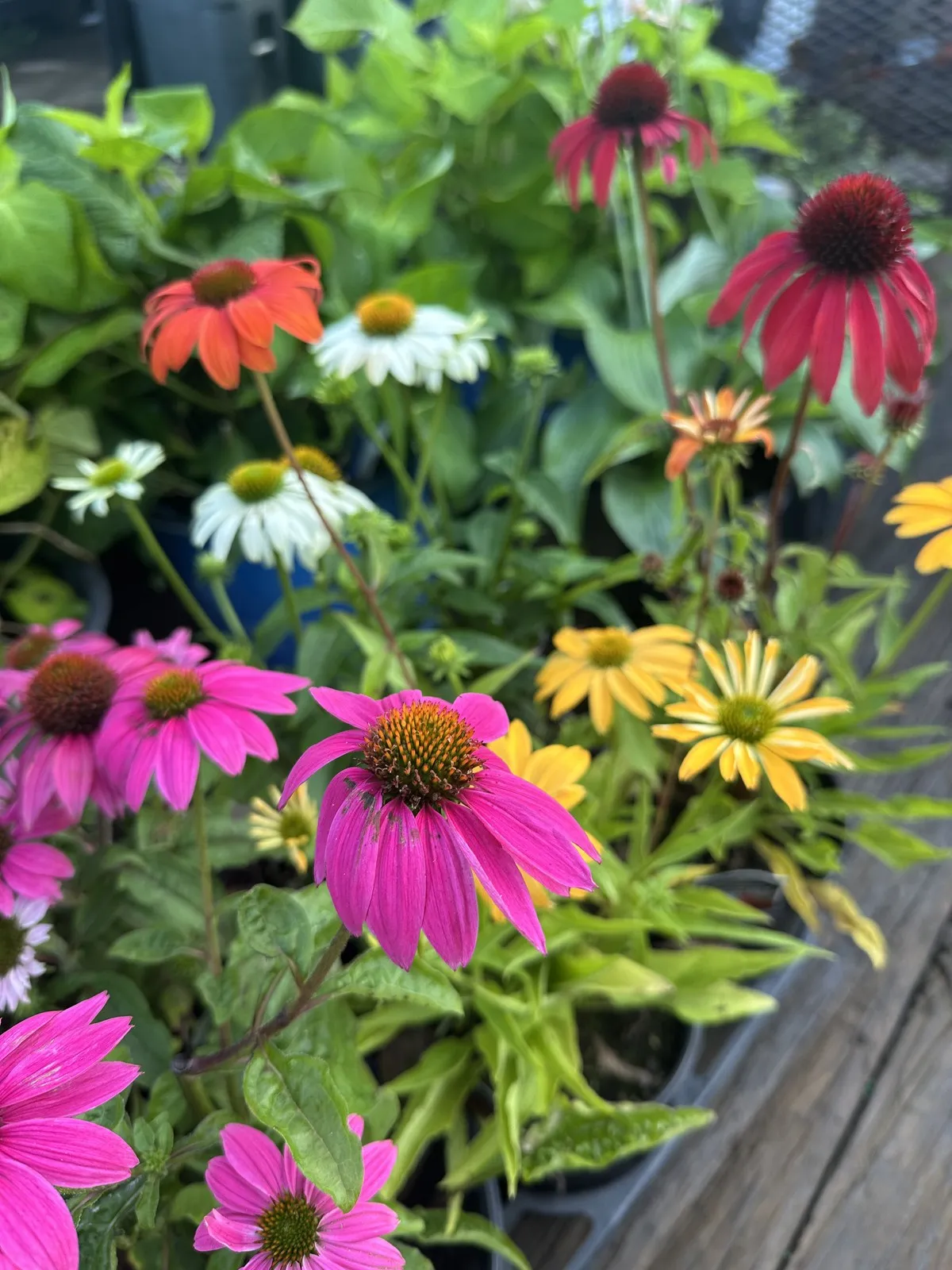 Native coneflowers blooming in an Annapolis garden