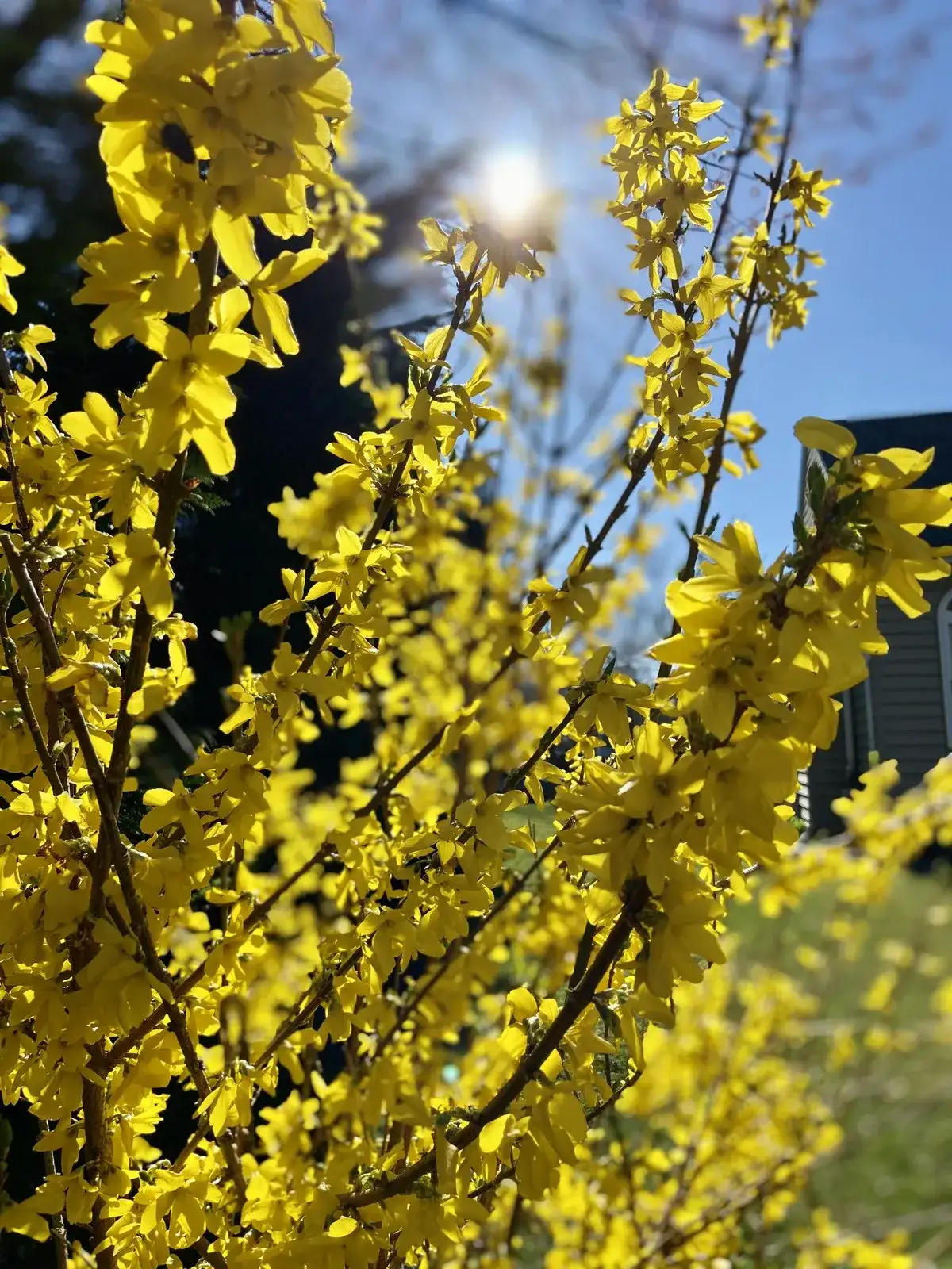 Forsythia blooming bright yellow in early spring
