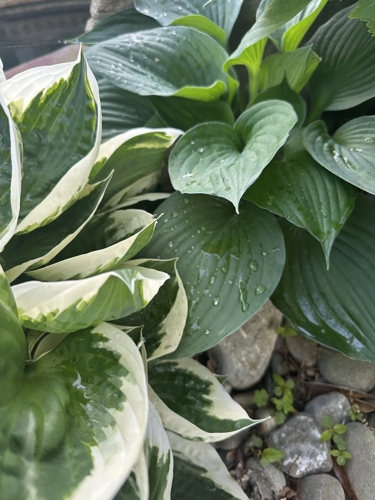 Variegated hostas with rain drops in a shade garden — ideal for Anne Arundel County landscapes