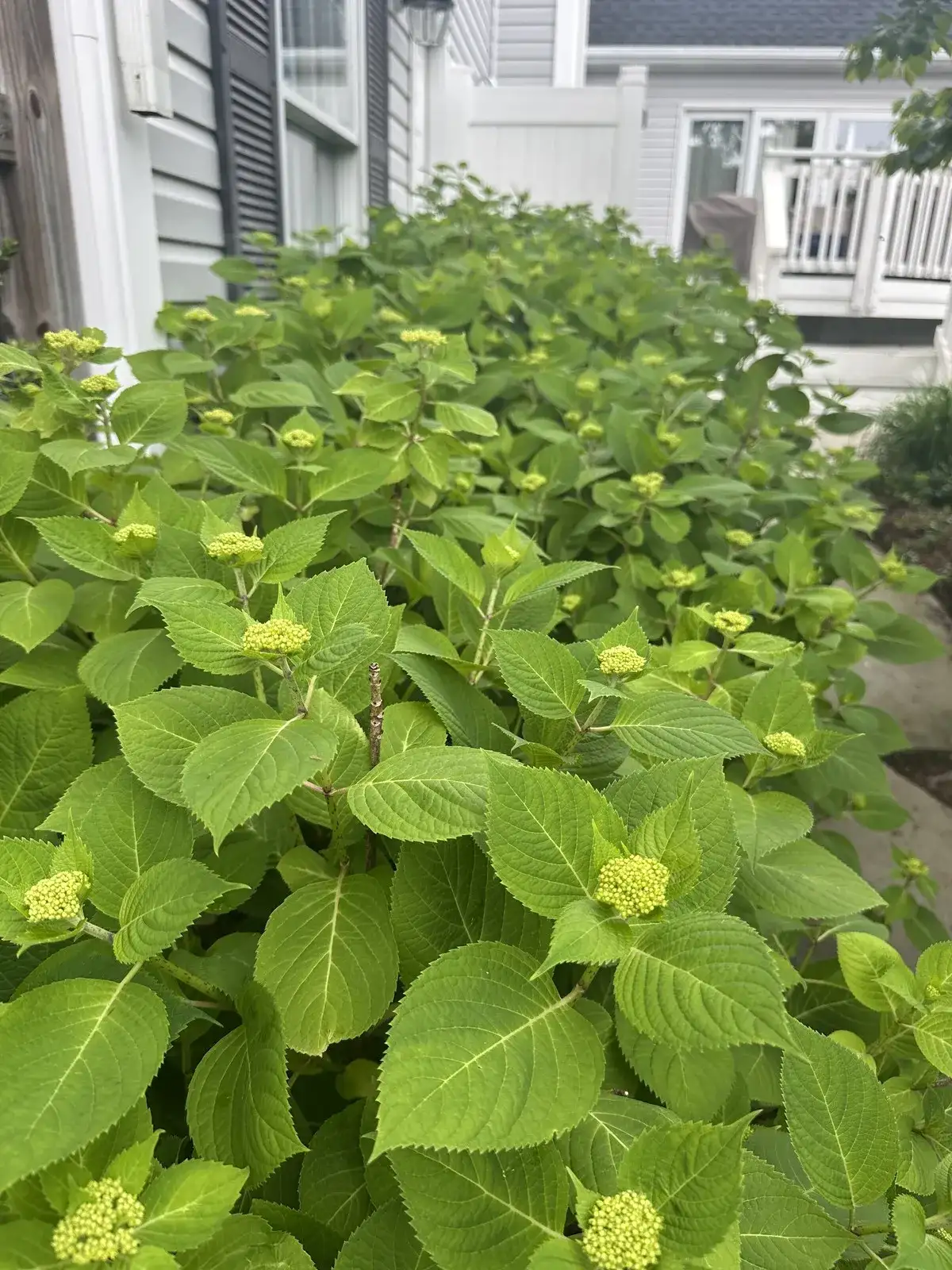 Hydrangea shrubs budding in an Annapolis landscape