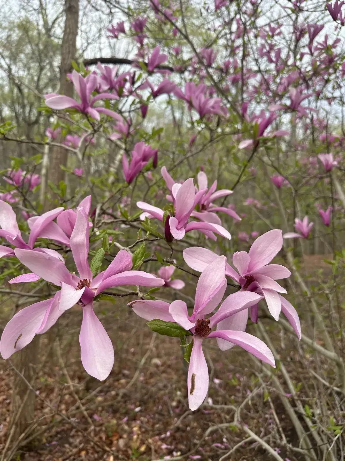 Pink magnolia blossoms in spring — Maryland native tree