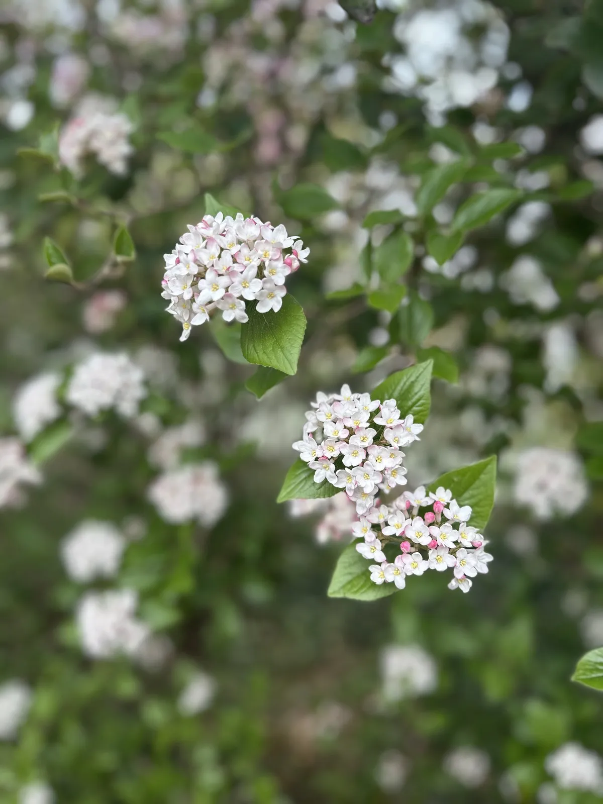 White viburnum flower clusters — excellent native shrub for Maryland garden beds