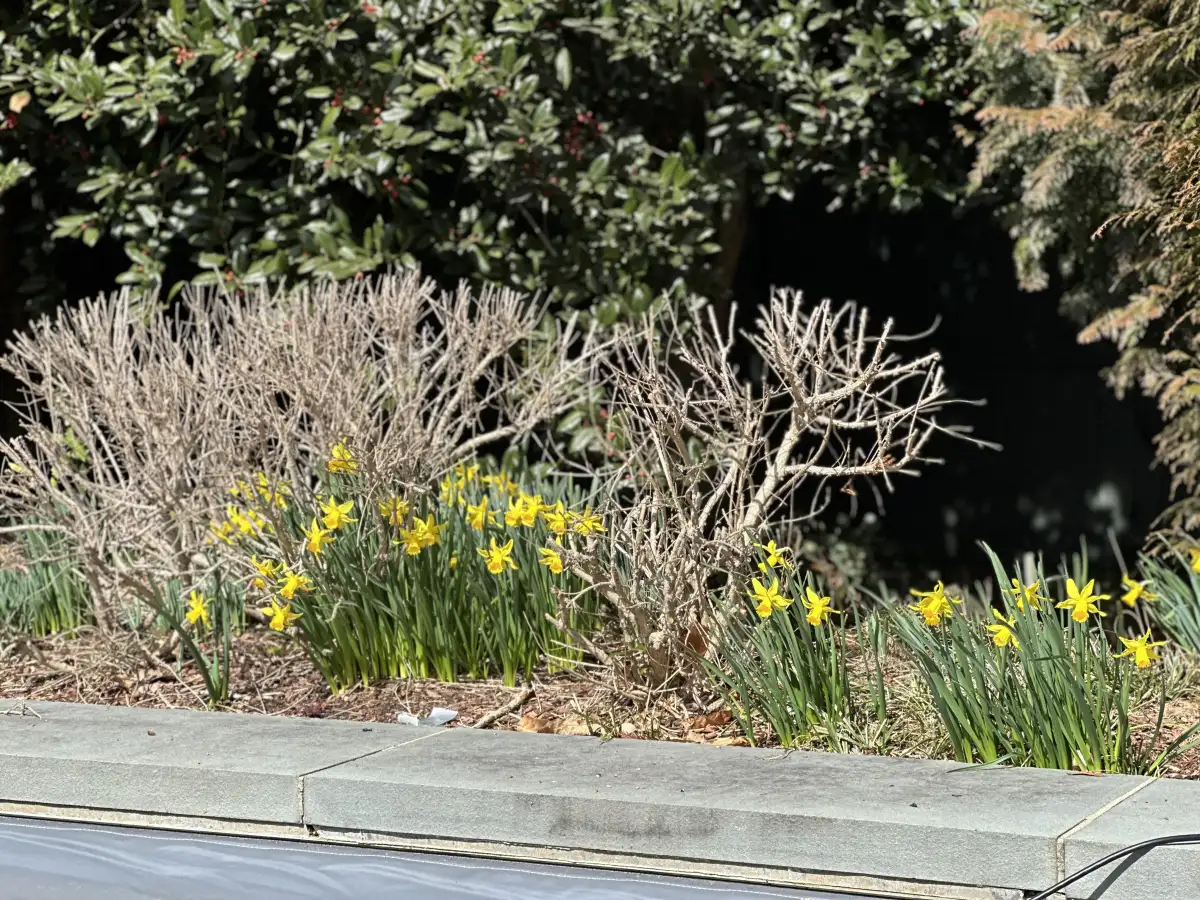 Cape St. Claire yard prepared for recurring lawn maintenance